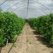 Photograph of raspberries in polytunnel Copyright: Vicky Knight, EMR